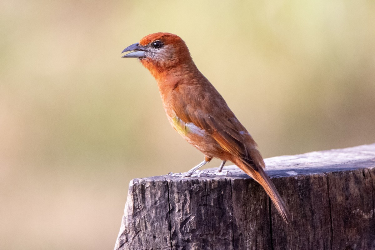 Hepatic Tanager - ML580424001