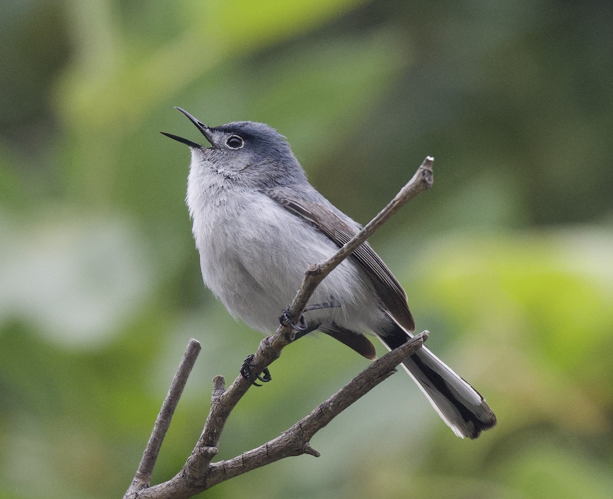 Blue-gray Gnatcatcher - ML580424091