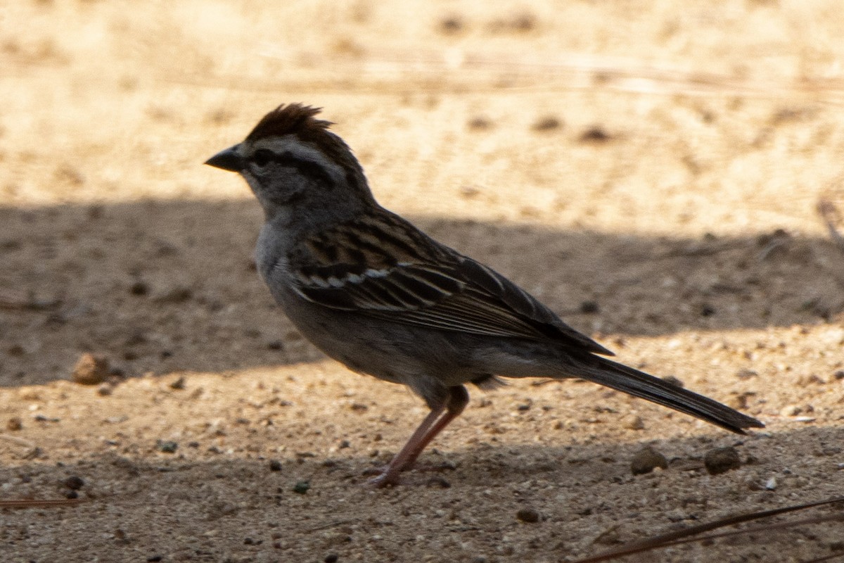 Chipping Sparrow - ML580424121