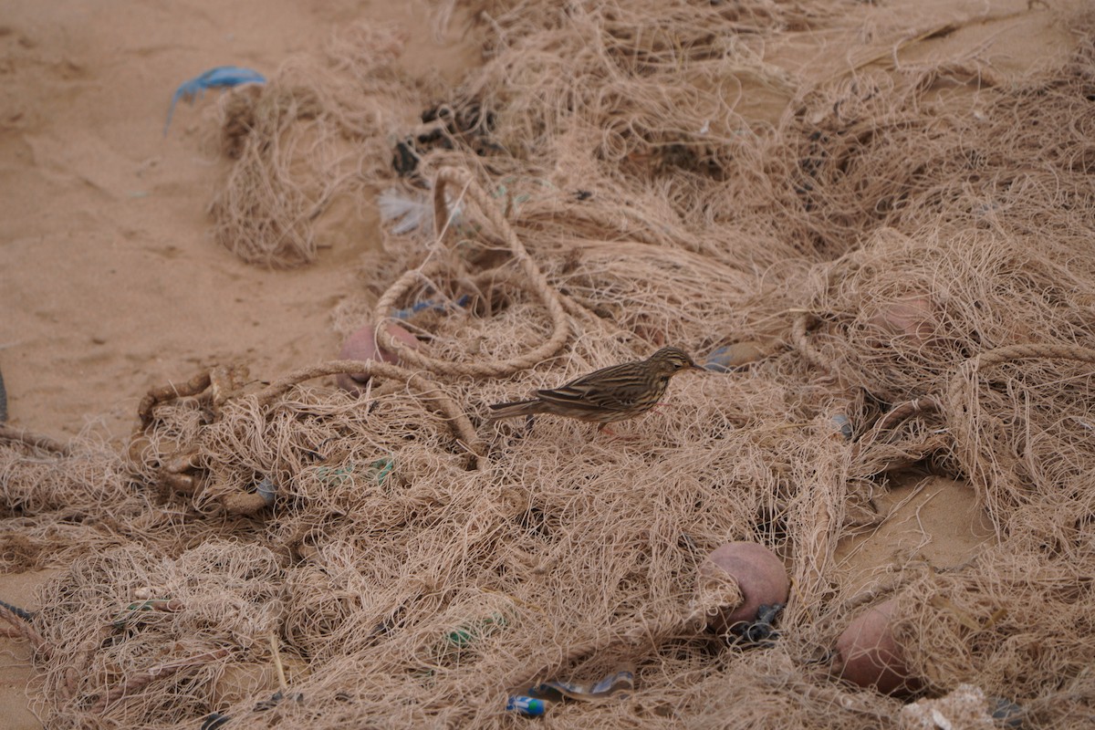 Red-throated Pipit - ML580424381