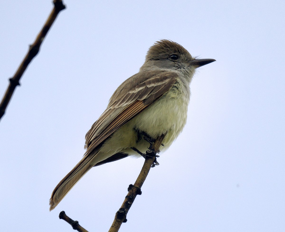 Ash-throated Flycatcher - ML580424901