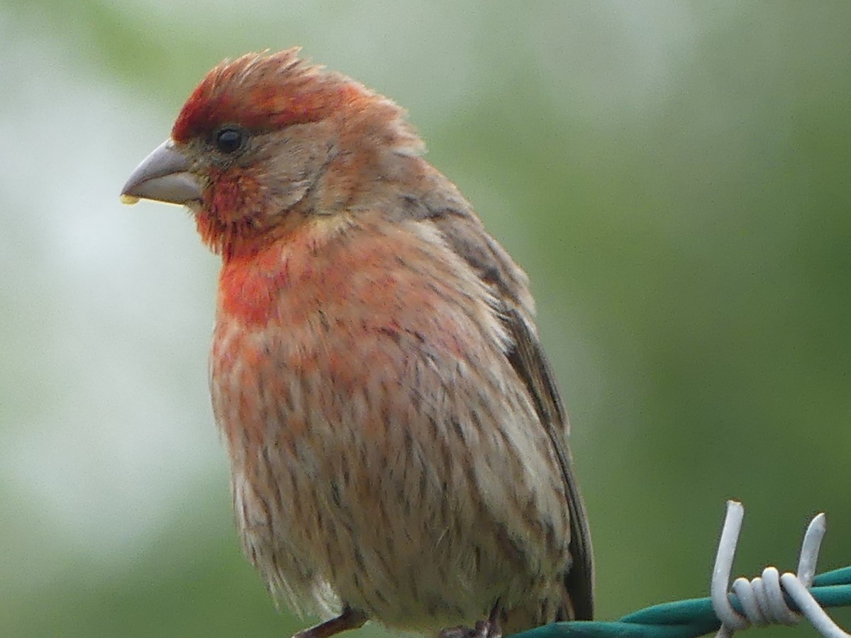 House Finch - ML580425021