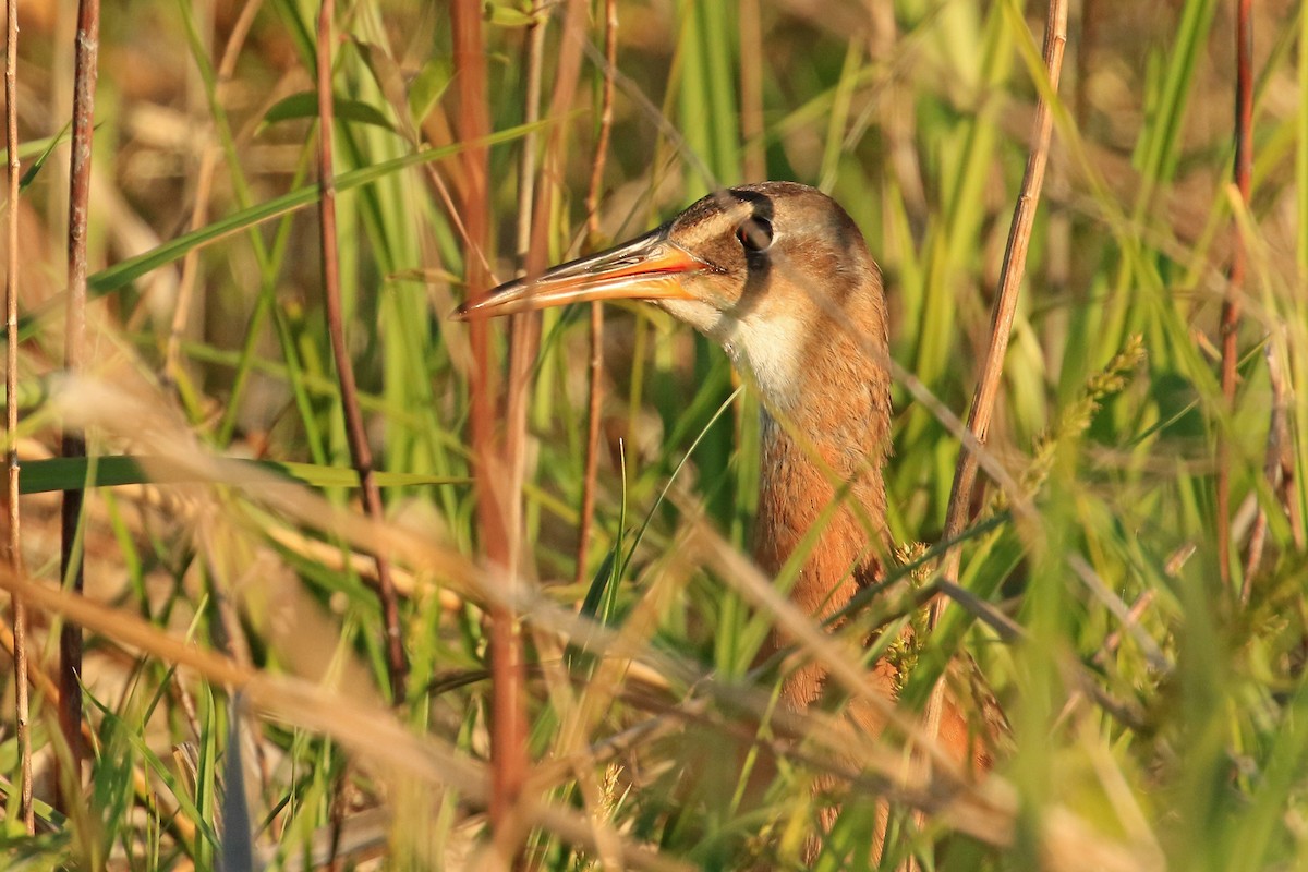 King Rail - ML58042541