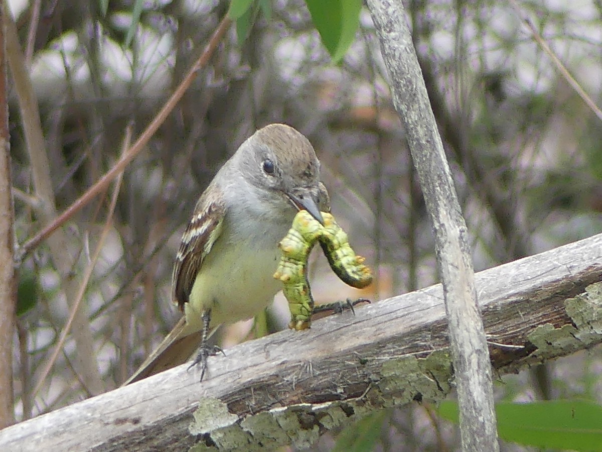 Ash-throated Flycatcher - David Telles