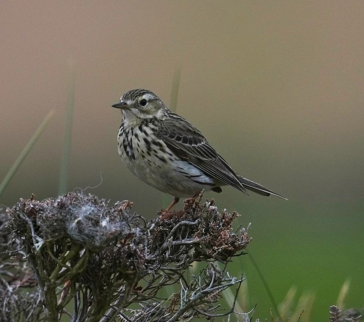 Meadow Pipit - ML580427131