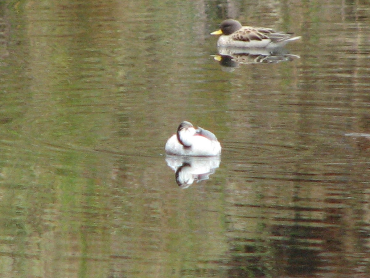 Yellow-billed Teal - ML580427201