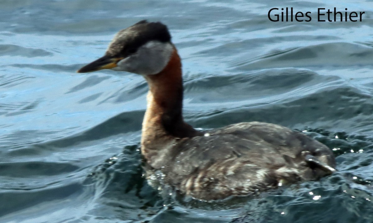 Red-necked Grebe - ML580427621