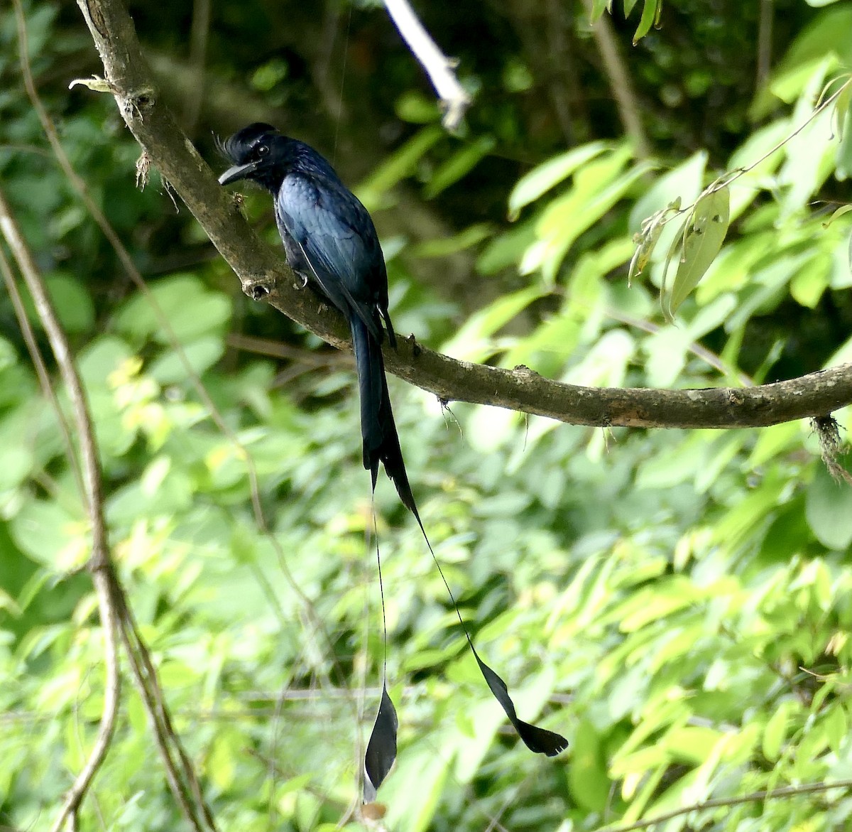 Drongo à raquettes - ML580429561