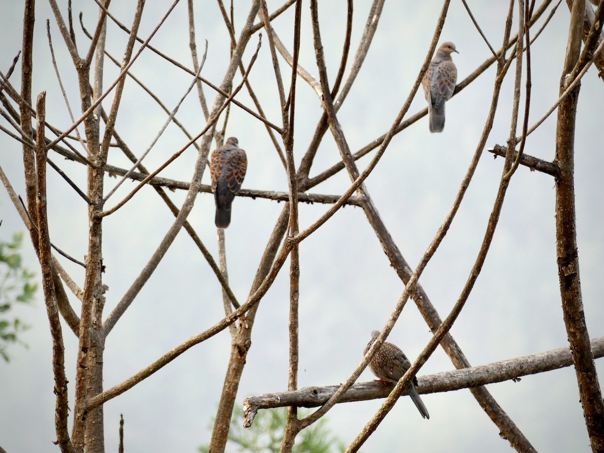 Oriental Turtle-Dove - Kay Burkett