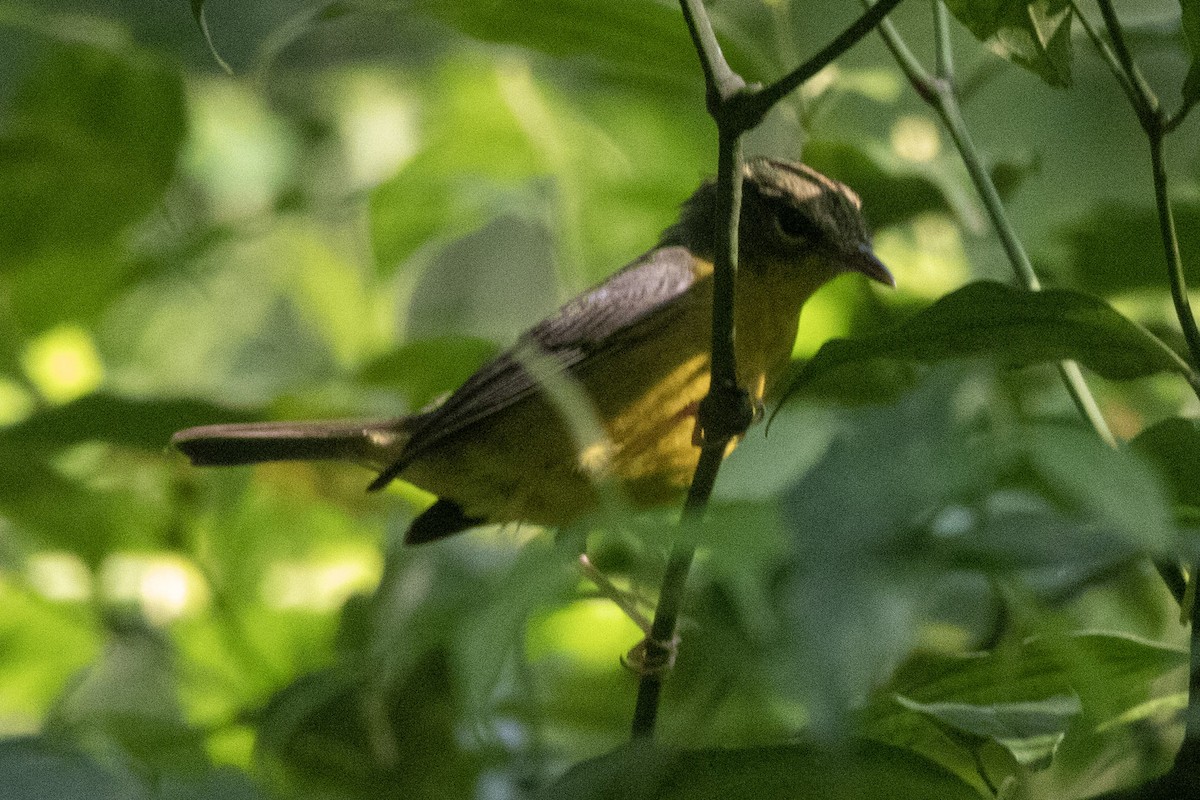 Golden-crowned Warbler - ML580430621