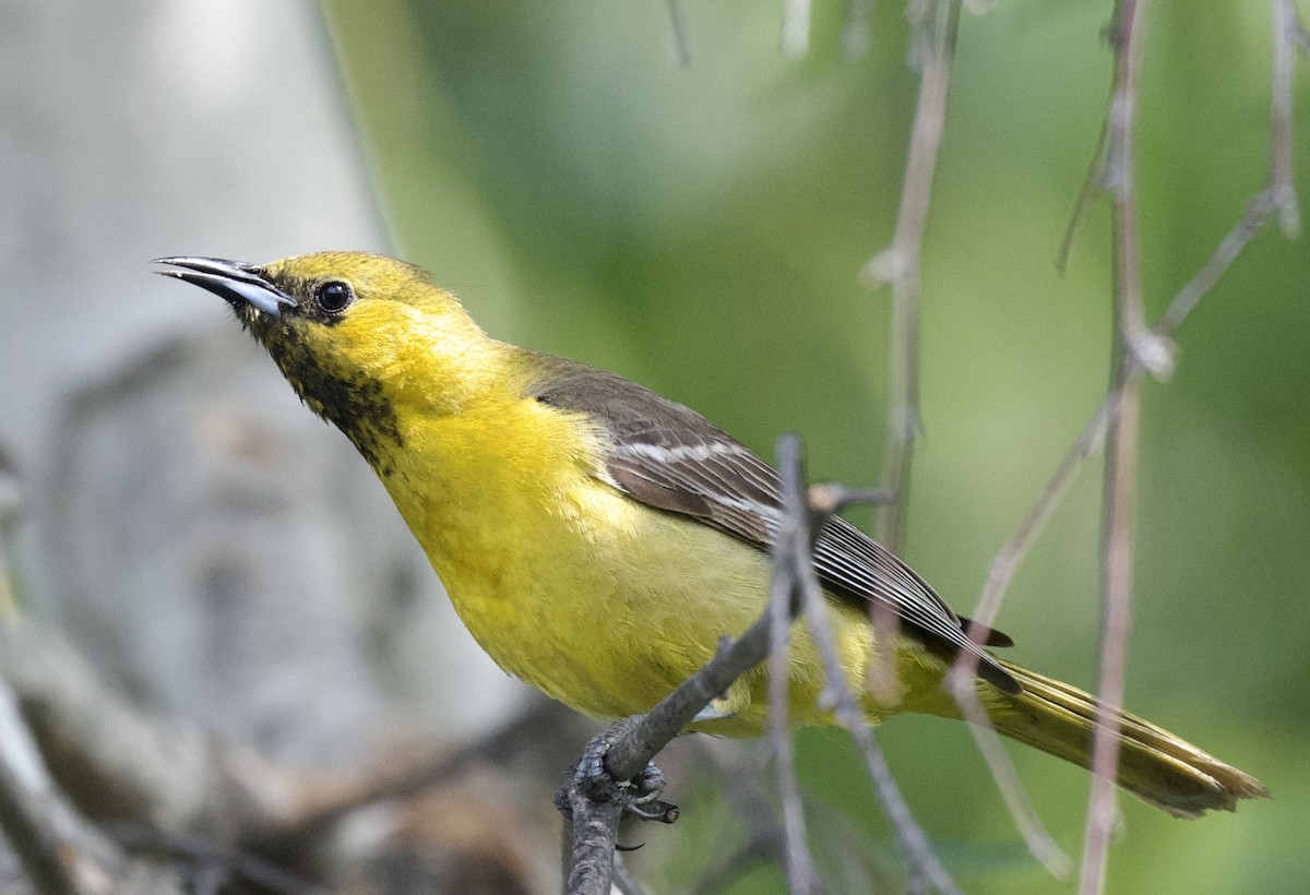 Hooded Oriole - ML580431241