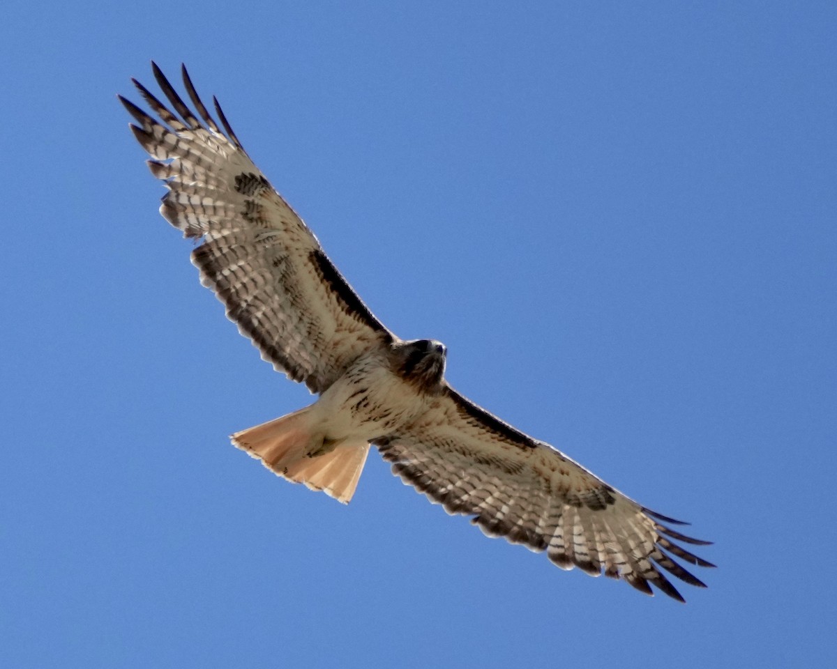 Red-tailed Hawk - Mimi Mango