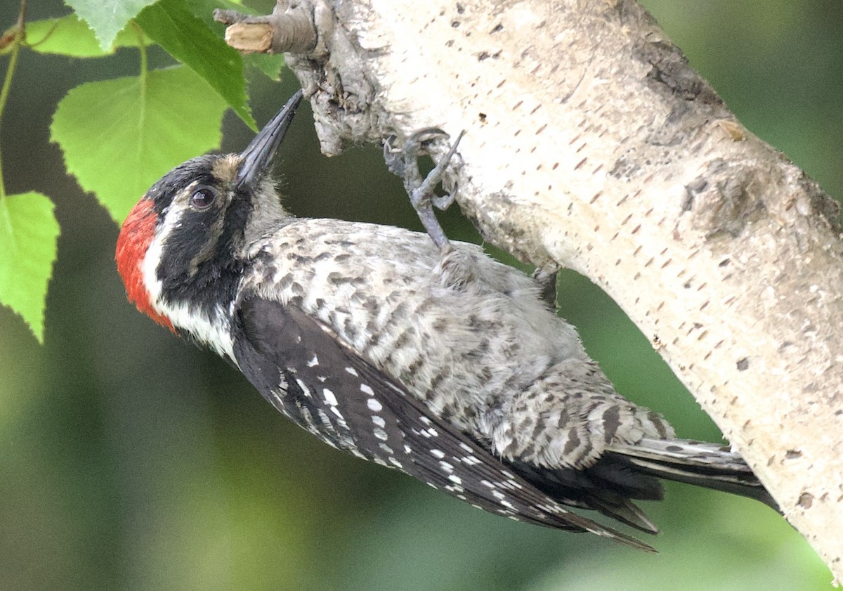 Nuttall's Woodpecker - ML580431721