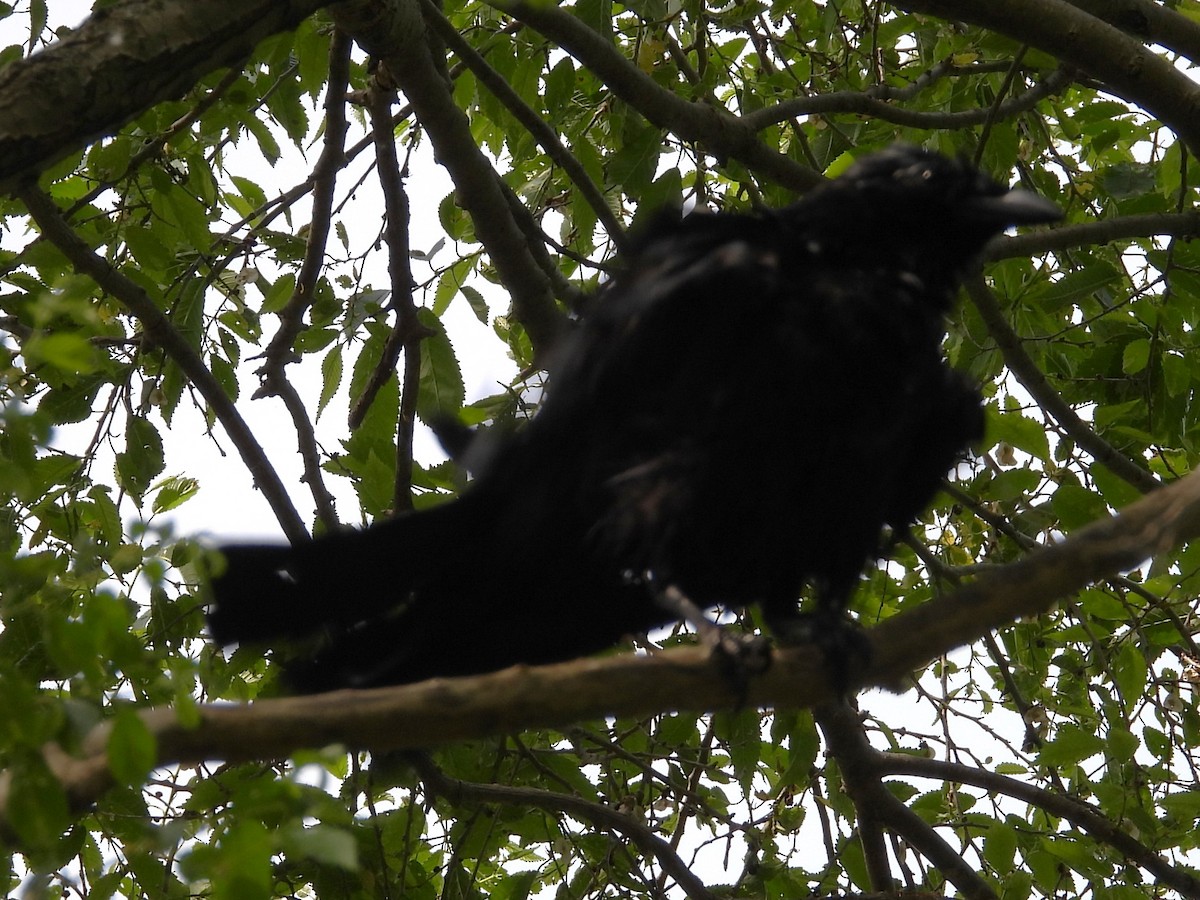 American Crow - ML580431841