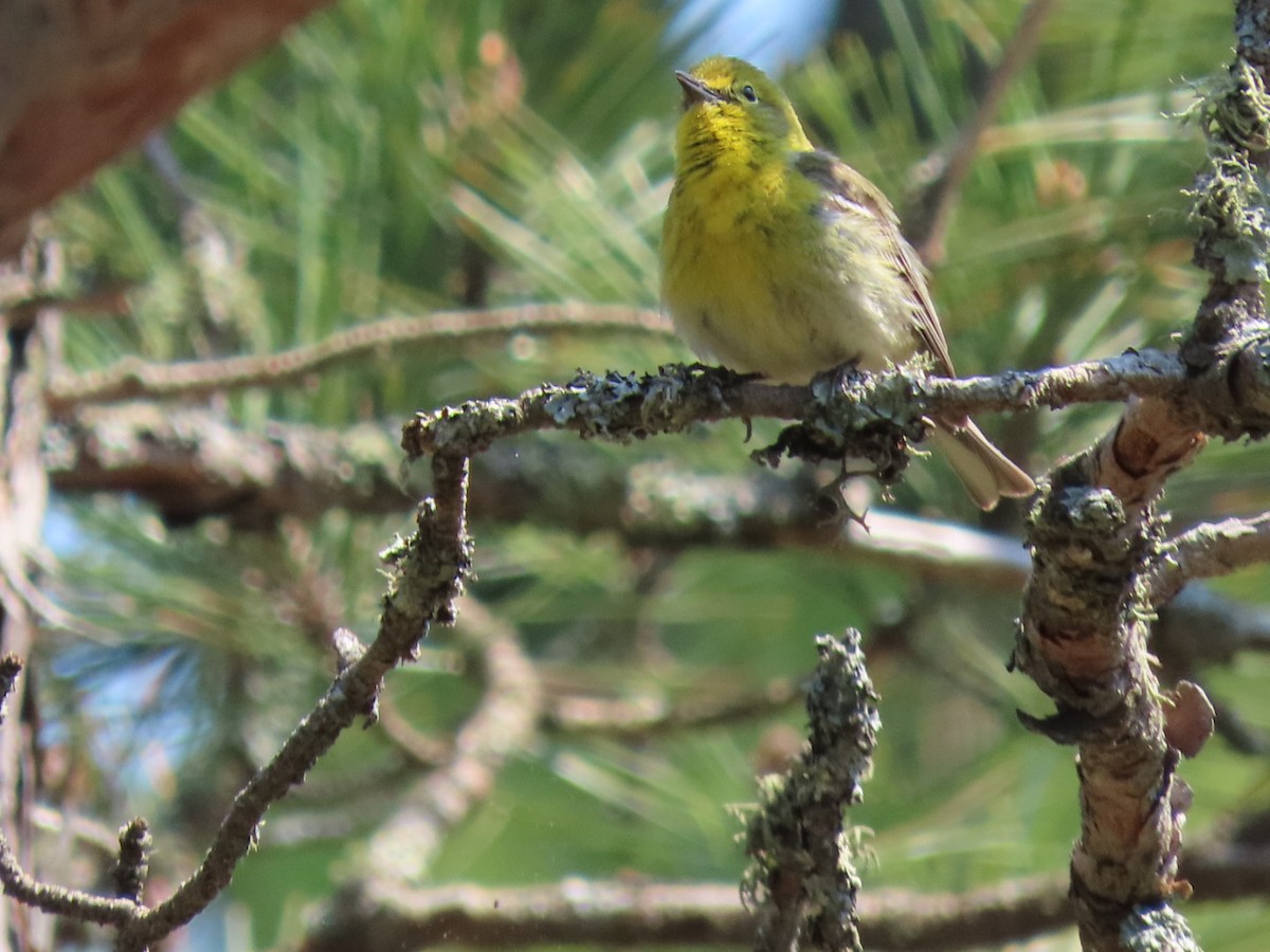 Pine Warbler - ML580433091