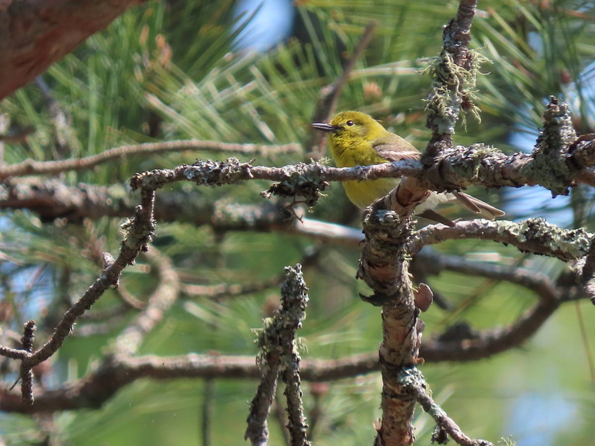 Pine Warbler - ML580433101