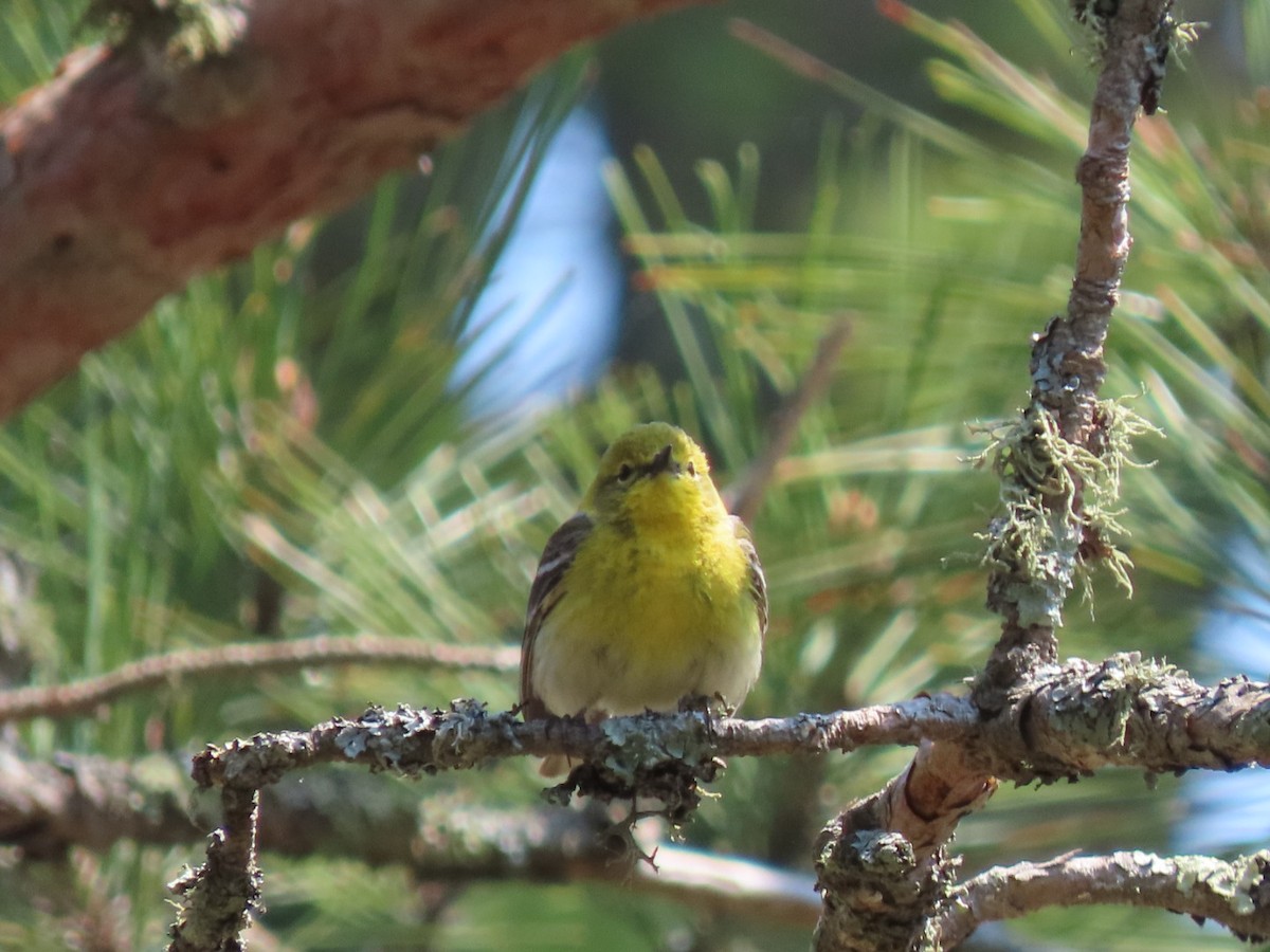 Pine Warbler - ML580433121