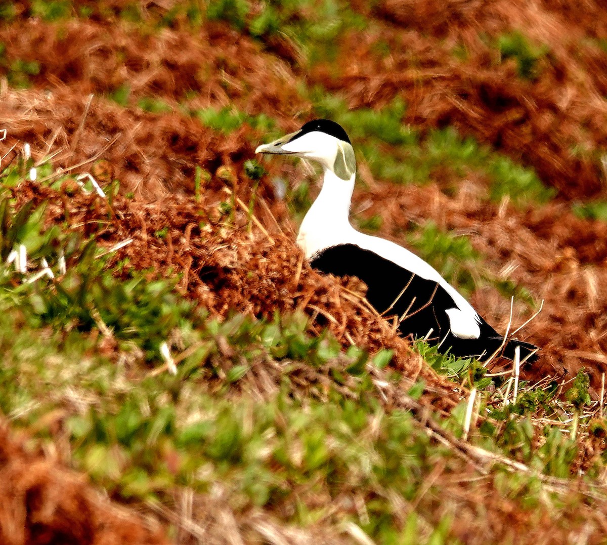 Common Eider - ML580433171