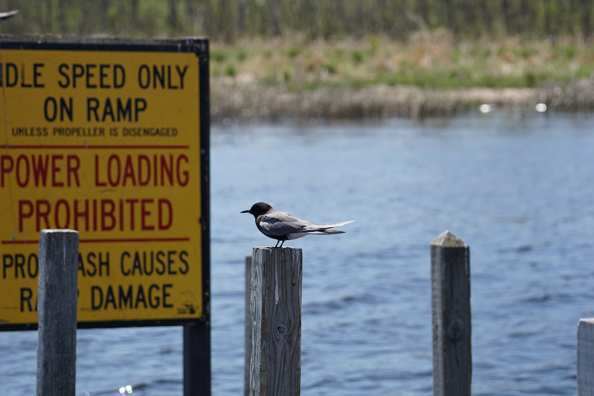 Black Tern - ML580433201