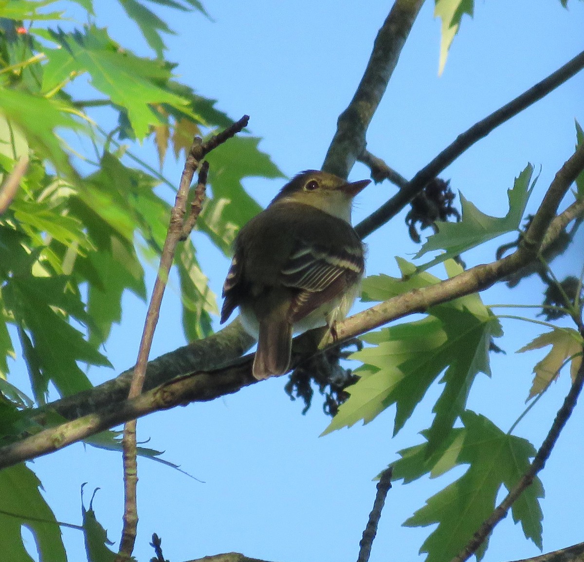 Alder Flycatcher - Elton Morel