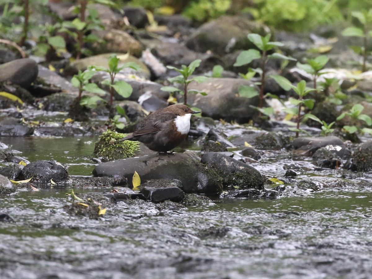 White-throated Dipper - ML580433661