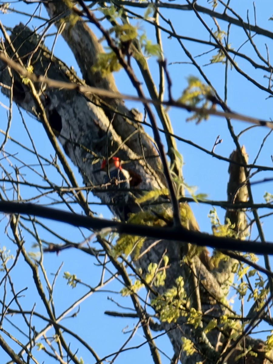 Red-bellied Woodpecker - ML580433931