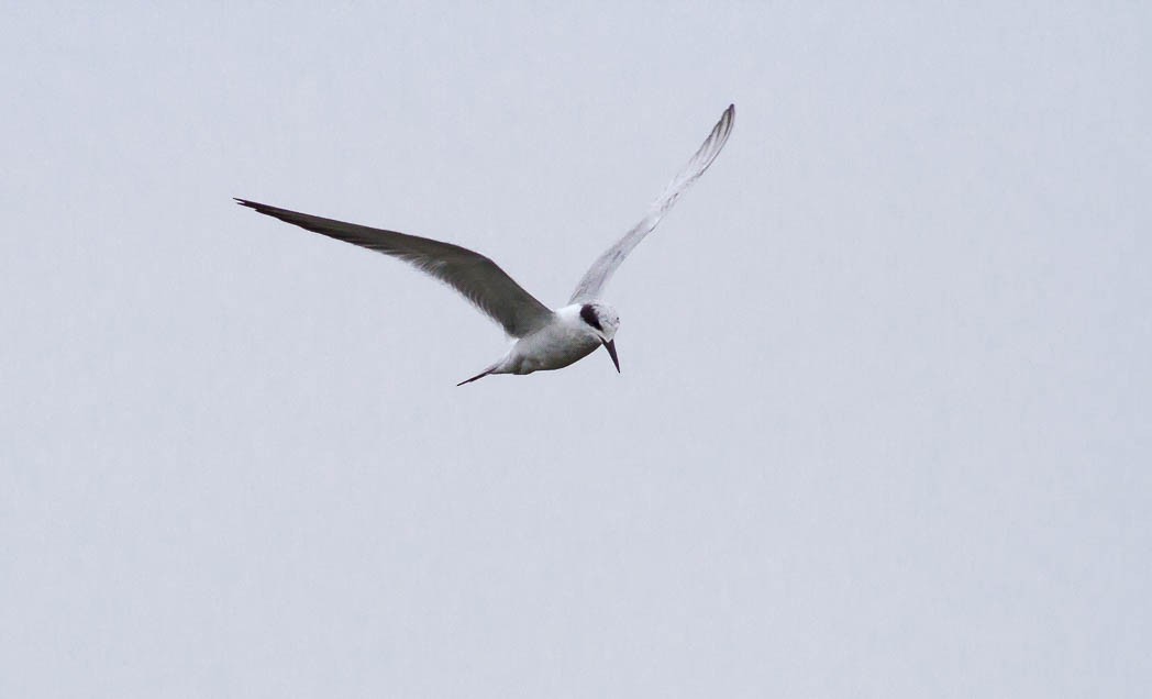 Forster's Tern - Damon Williford