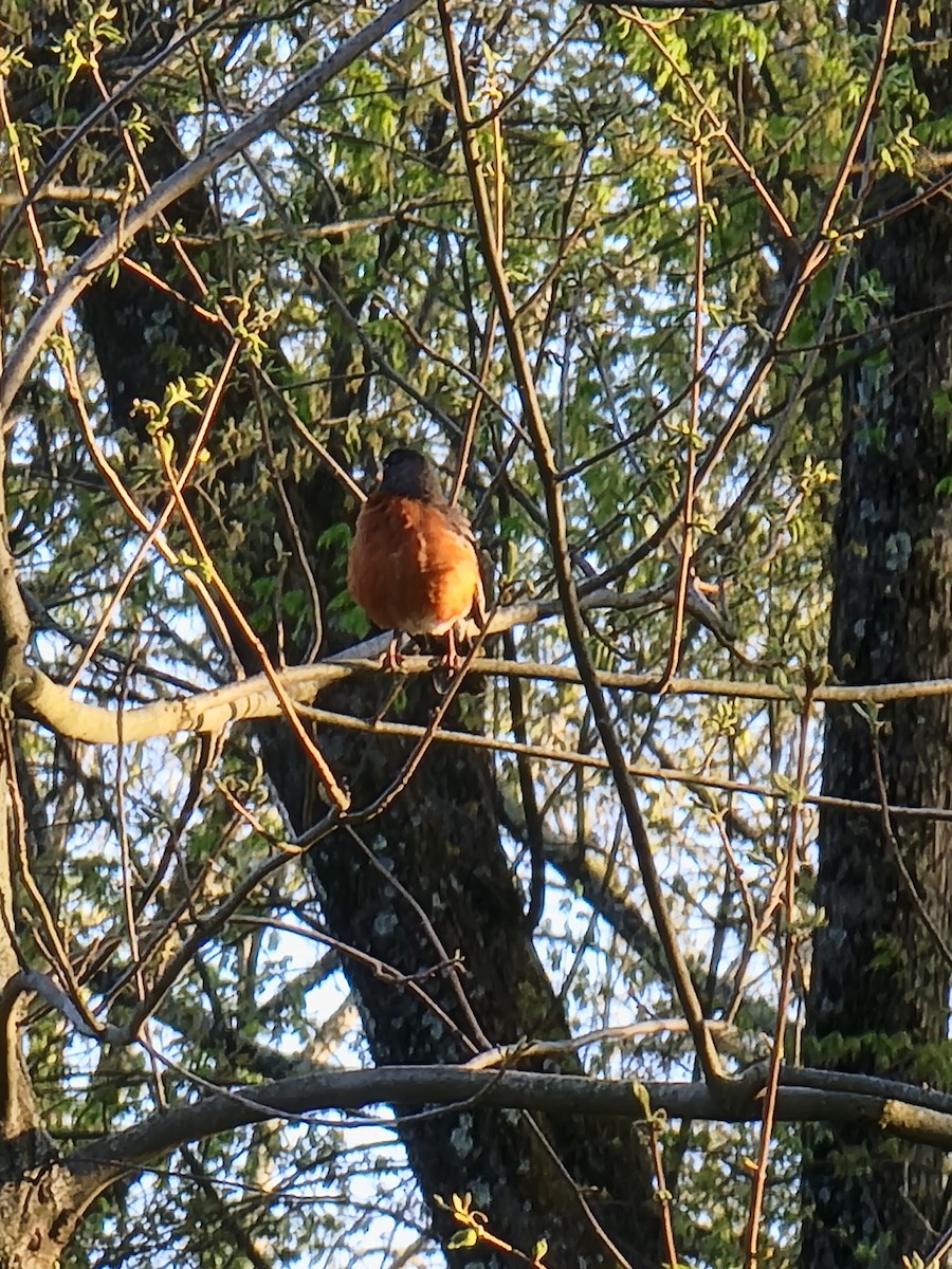 American Robin - ML580434411