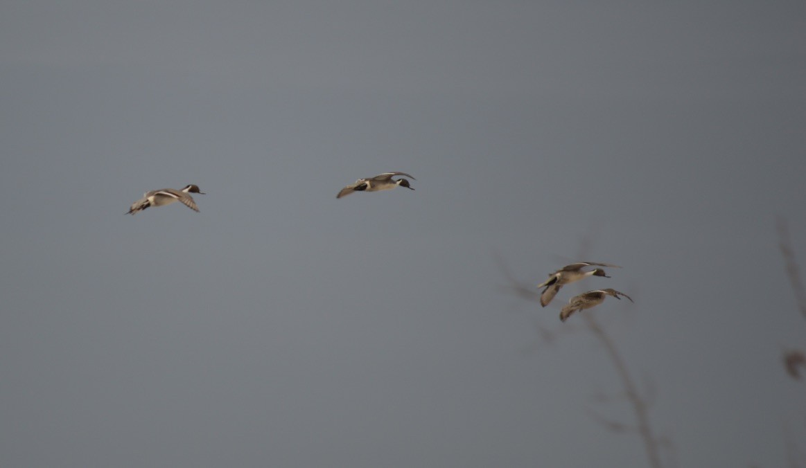 Northern Pintail - ML580436611