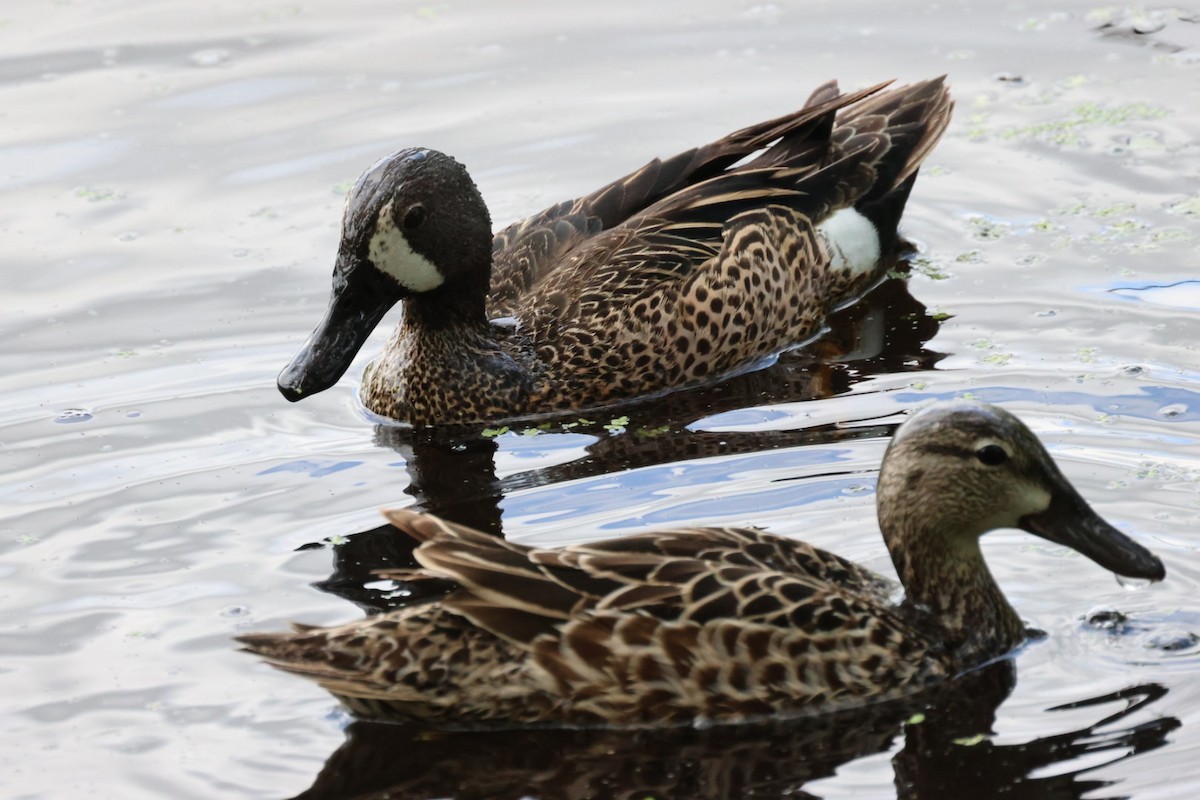 Blue-winged Teal - ML580439211