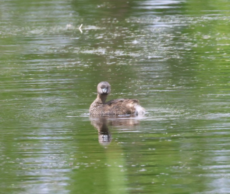Pied-billed Grebe - ML580439441