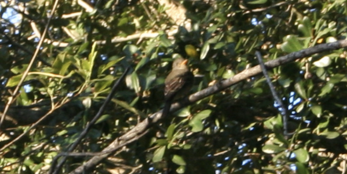Greater Pewee - ML580439561