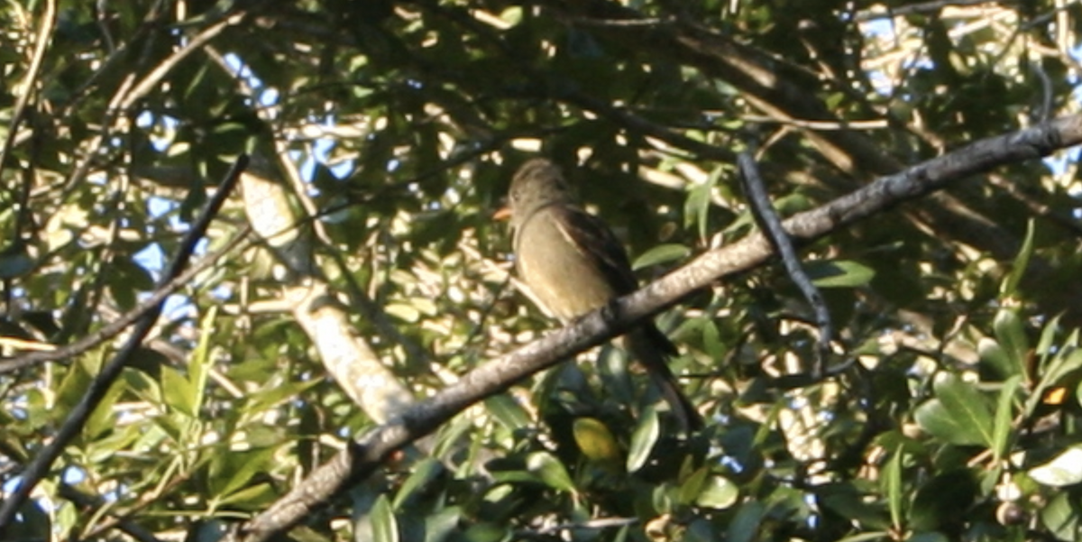 Greater Pewee - ML580439571