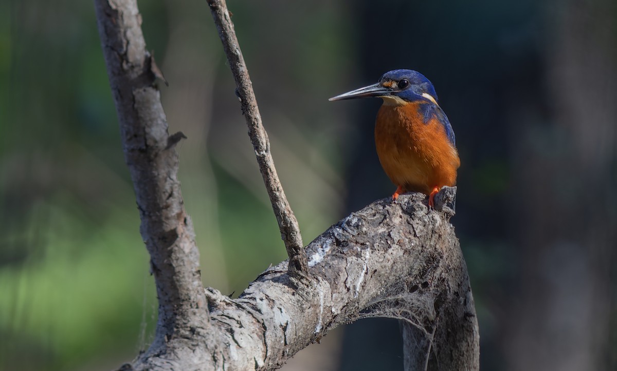 Azure Kingfisher - ML580439621