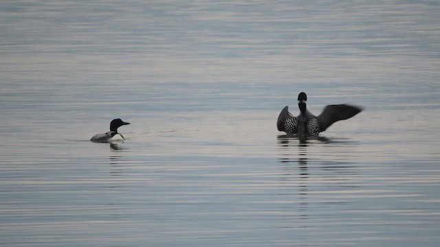 Common Loon - ML580439681