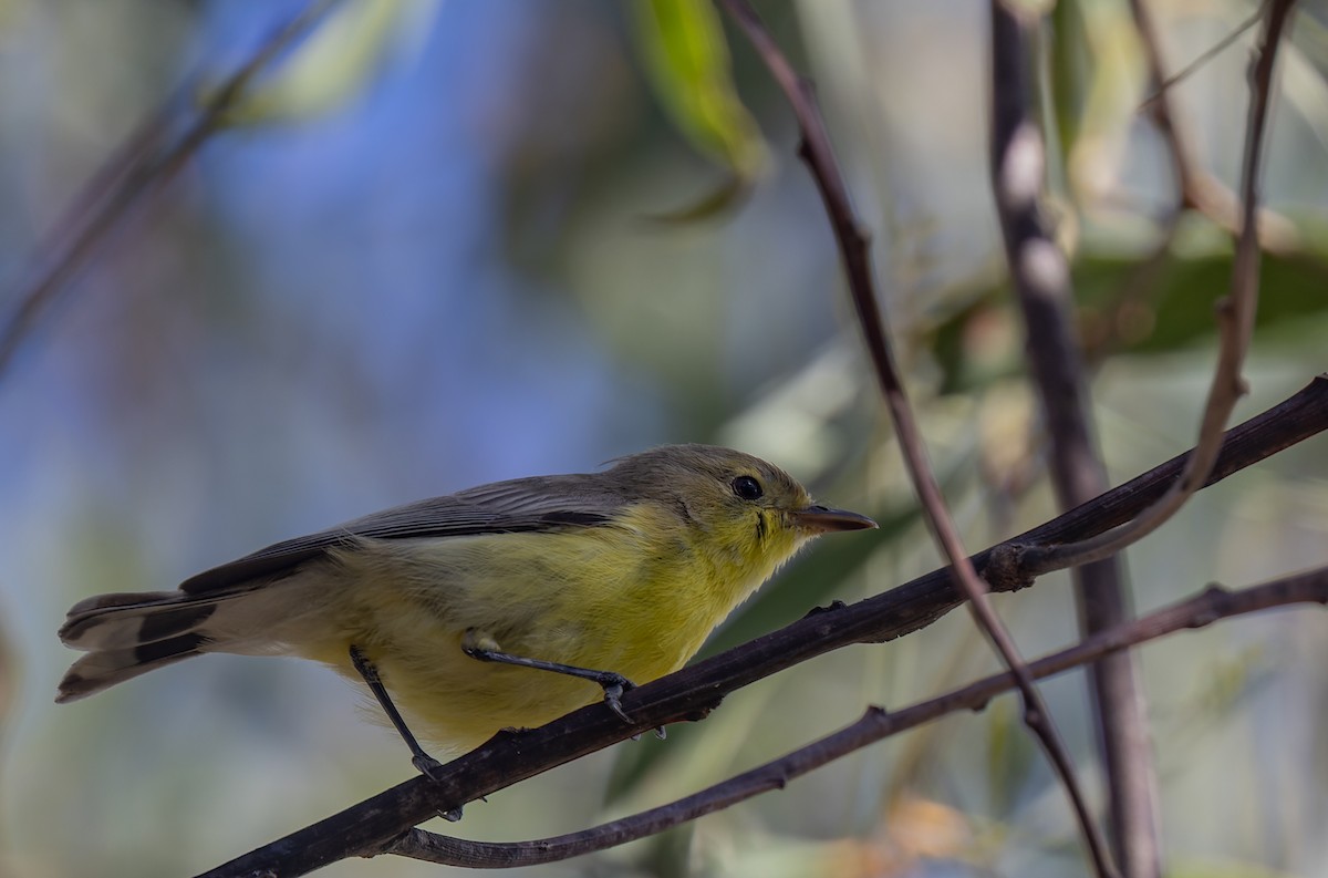 White-throated Gerygone - ML580440211