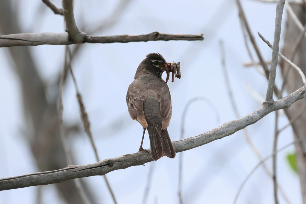 American Robin - ML580440761