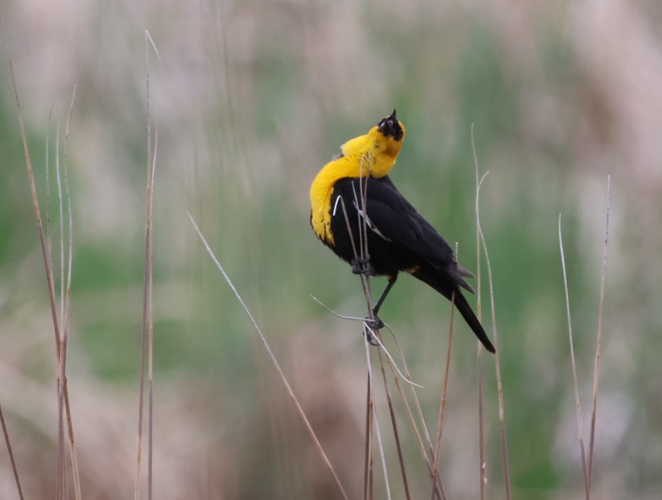 Yellow-headed Blackbird - ML580440891