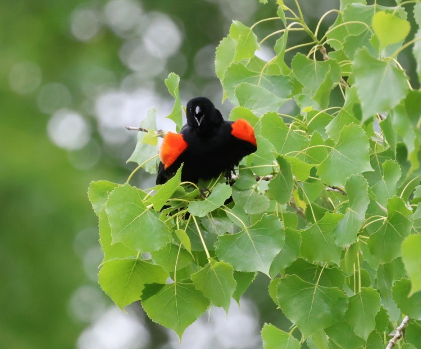 Red-winged Blackbird - ML580441031
