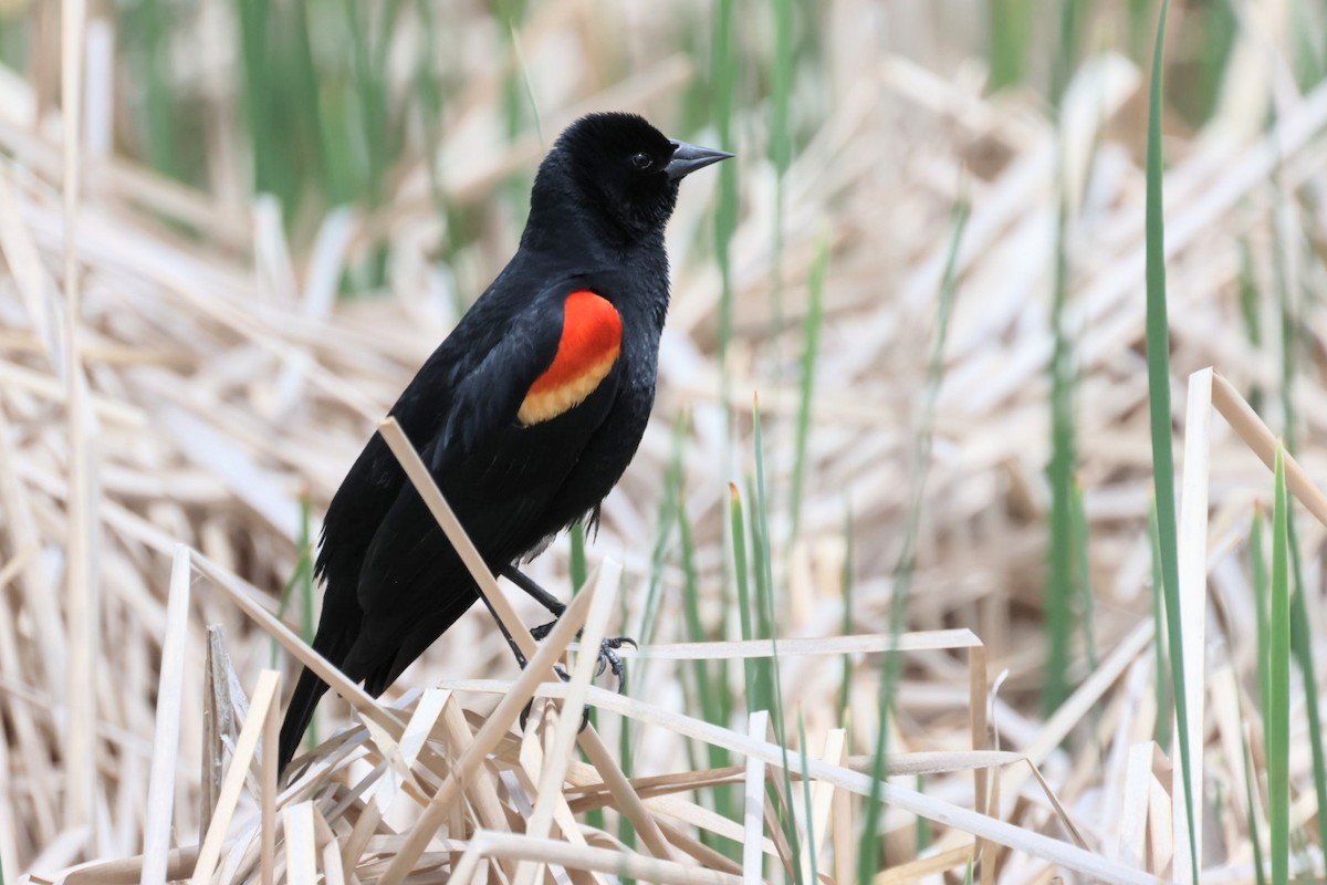 Red-winged Blackbird - ML580441041
