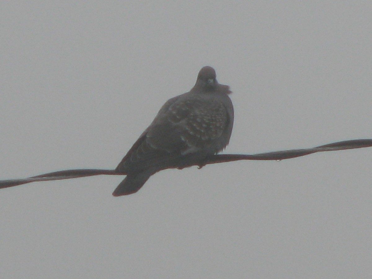 Spot-winged Pigeon (albipennis) - ML580441081