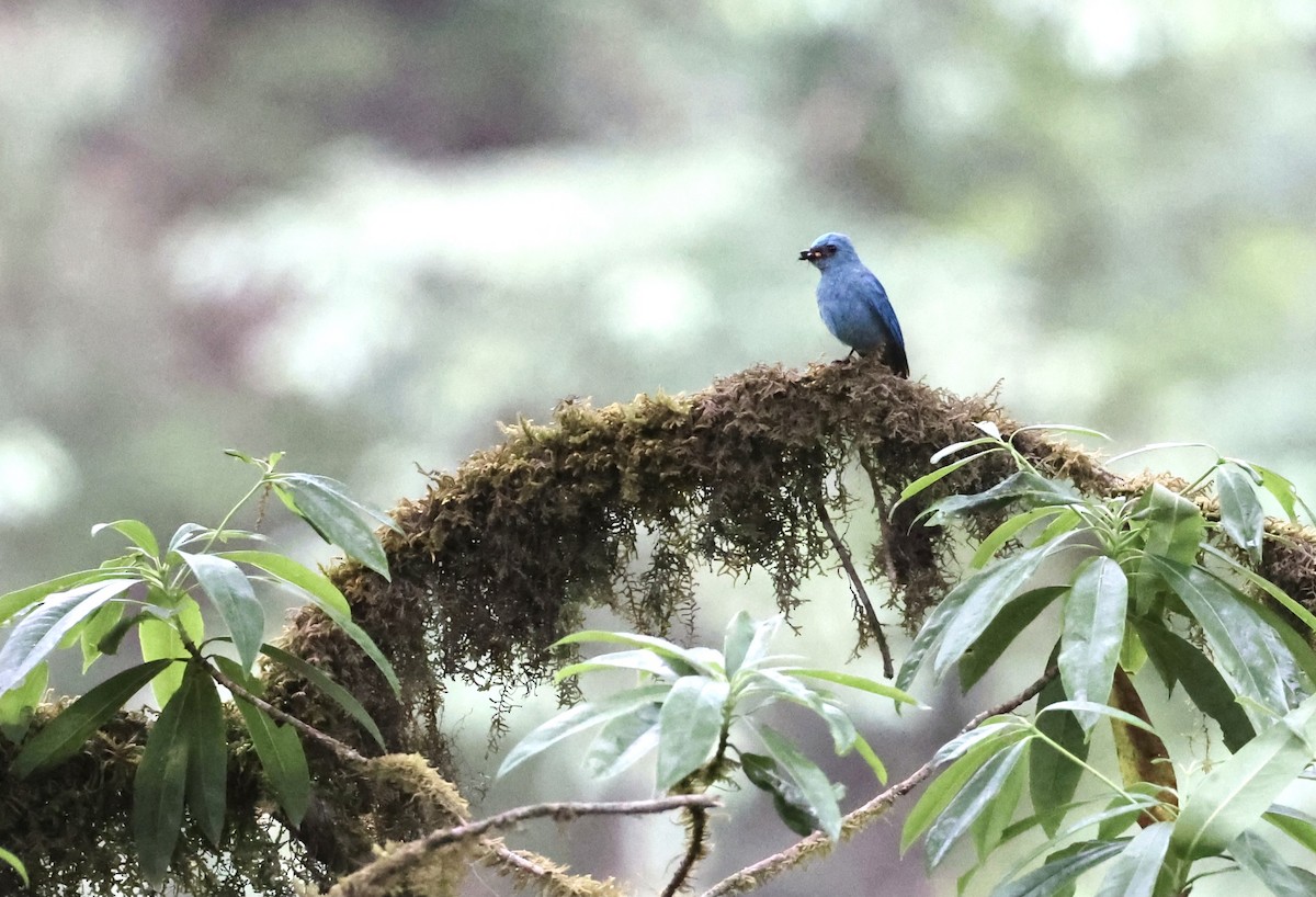 Verditer Flycatcher - ML580441311