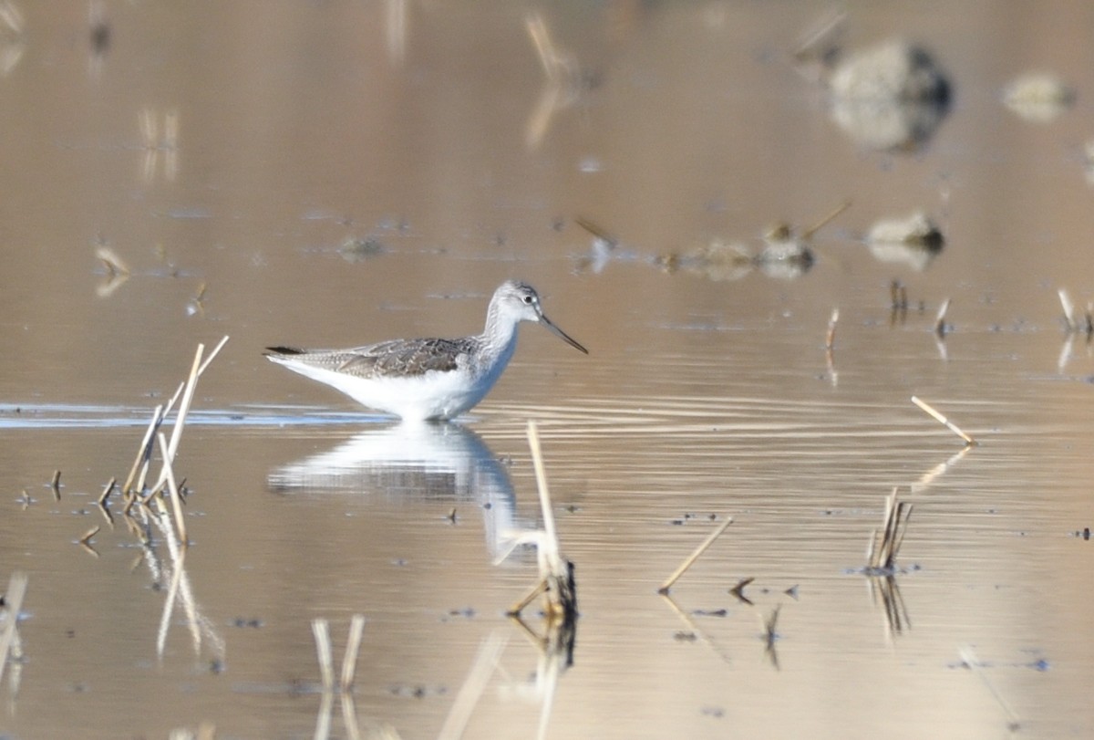 Common Greenshank - ML580442291