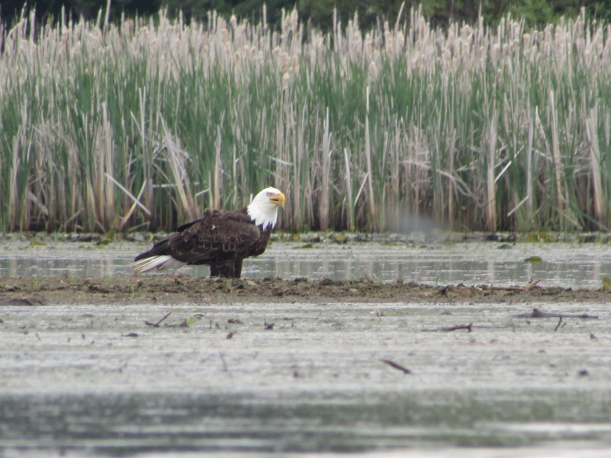 Bald Eagle - ML580442821