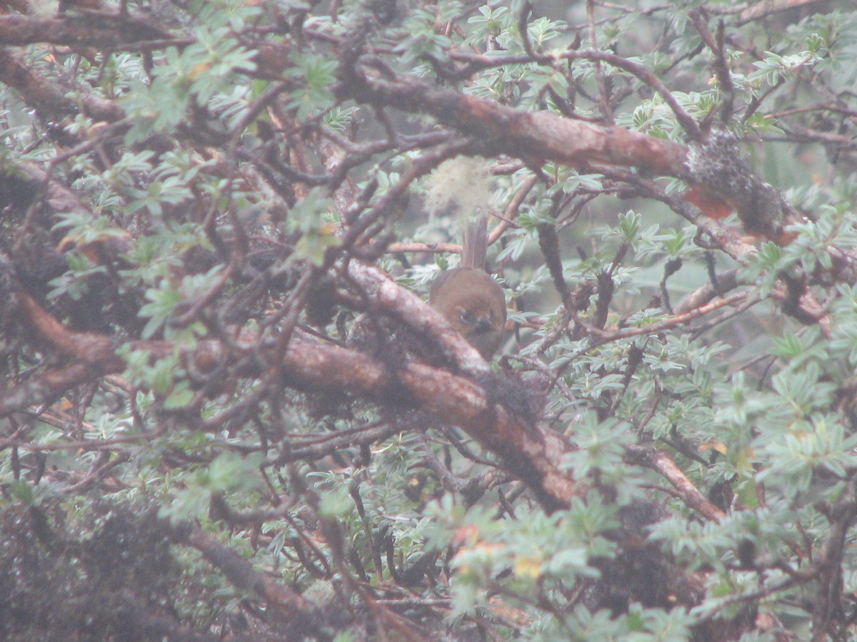 Black-throated Thistletail - ML580443271