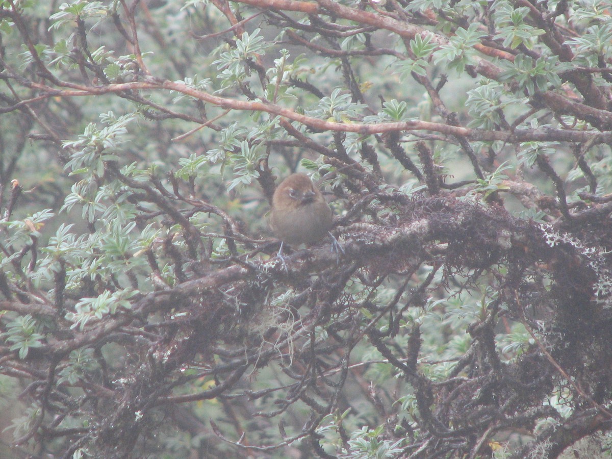 Black-throated Thistletail - ML580443281