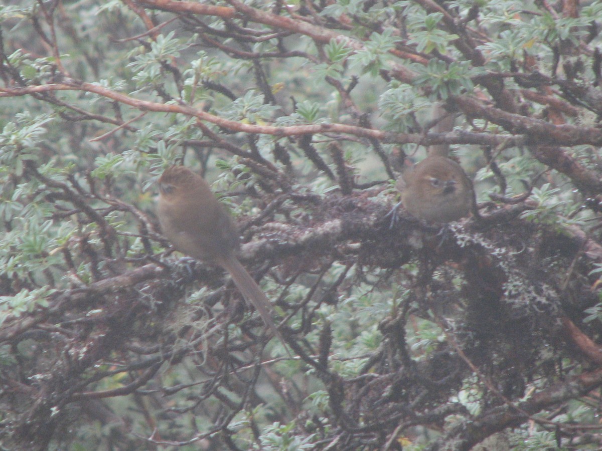 Black-throated Thistletail - ML580443291