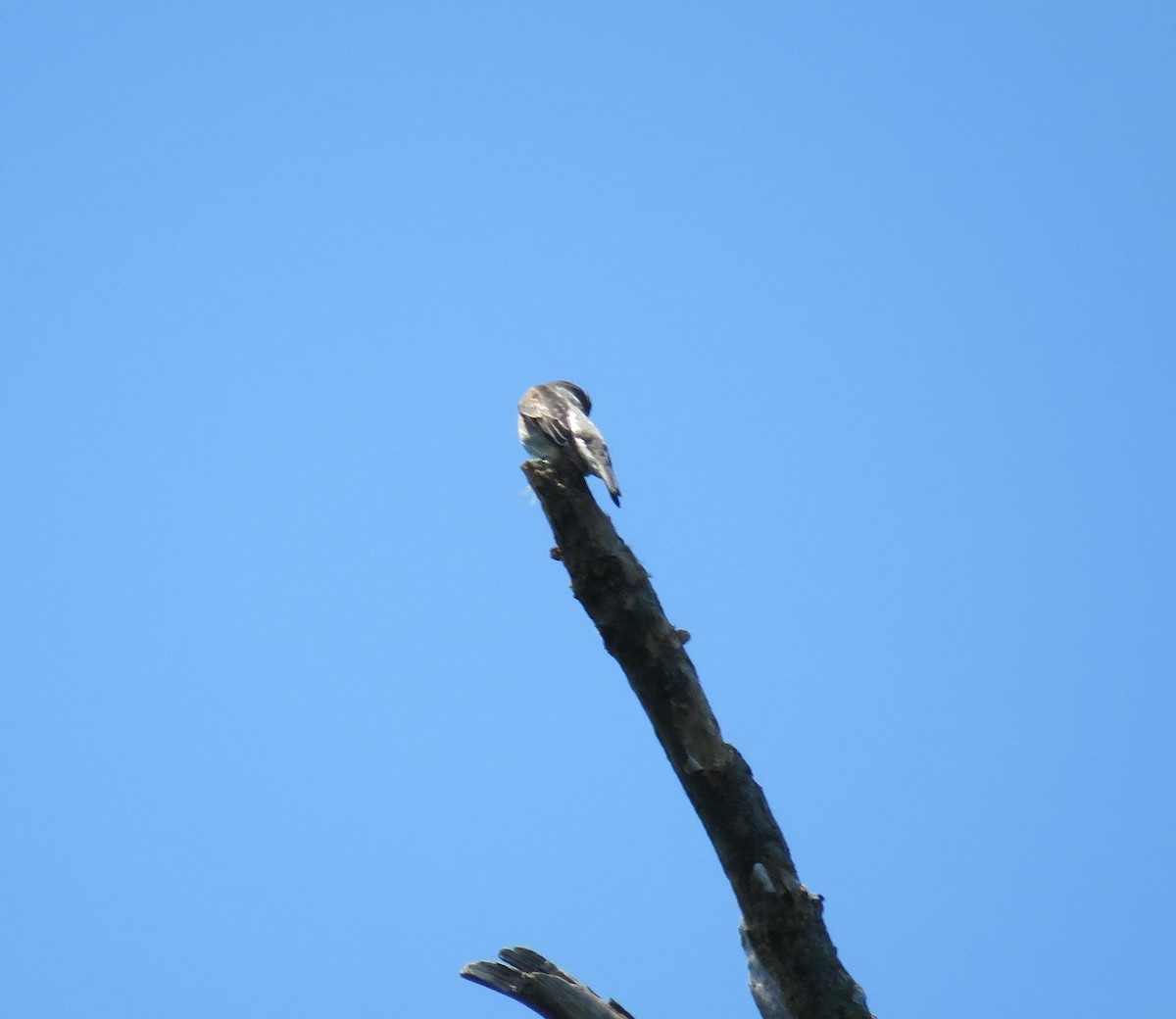 Olive-sided Flycatcher - ML58044341