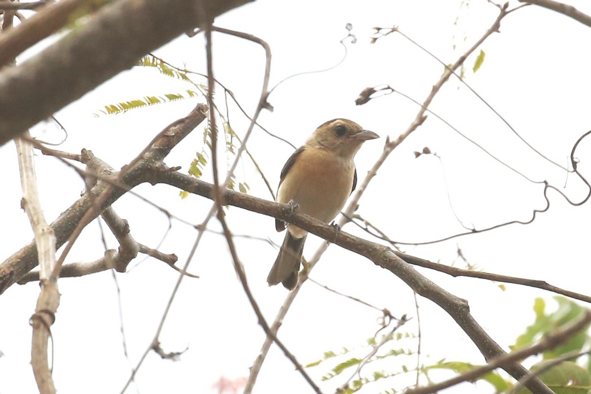 Red-breasted Chat - ML580443851