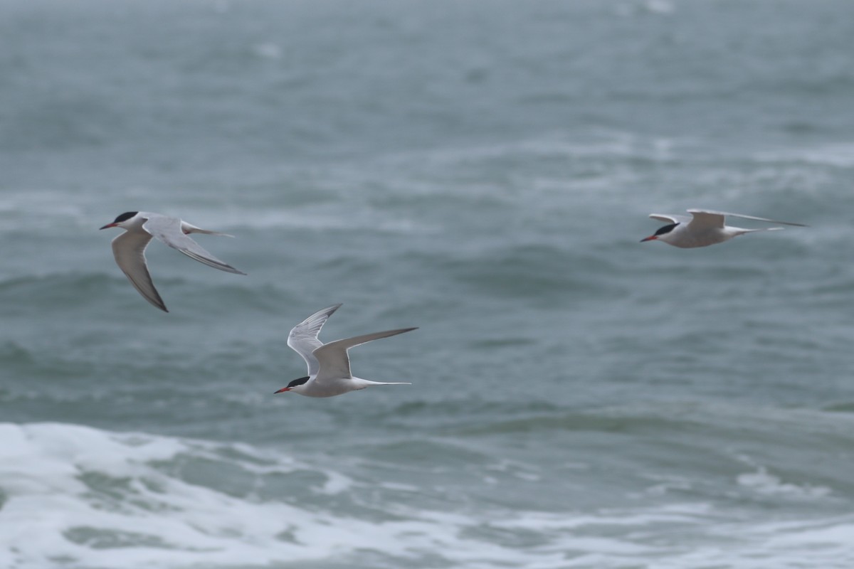 Common Tern - ML580445451